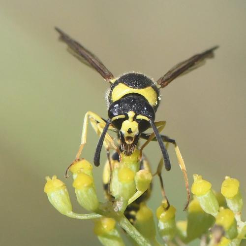 Réf. 242 909 : Eumenes mediterraneus mediterraneus